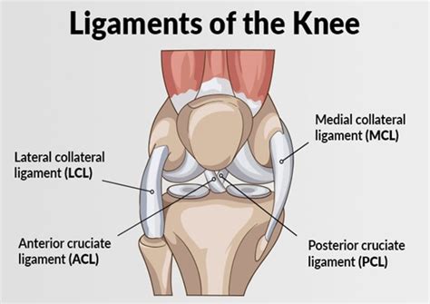 ACL and MCL Injuries - Eastside Medical Group - Cleveland, Ohio