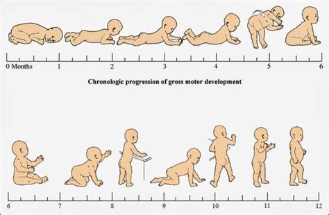 Motor Milestones: Part One | Dinosaur Physical Therapy | Simple ...