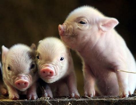 Cute Baby Pigs Wallpapers - Top Free Cute Baby Pigs Backgrounds ...