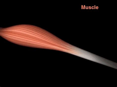Muscle Anatomy GIF - Find & Share on GIPHY