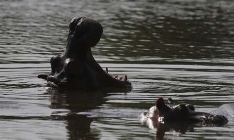 Fear and love surround Escobar's hippos thriving in Colombia