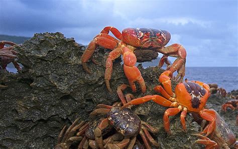 HD wallpaper: Crabs crawling-Animal World Wallpaper, orange crab, sea, animal themes | Wallpaper ...