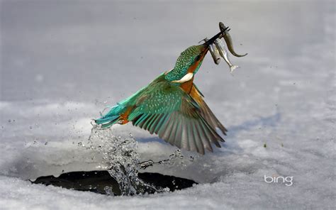 Le Immagini Più Belle al Mondo: Colibrì delle Ande