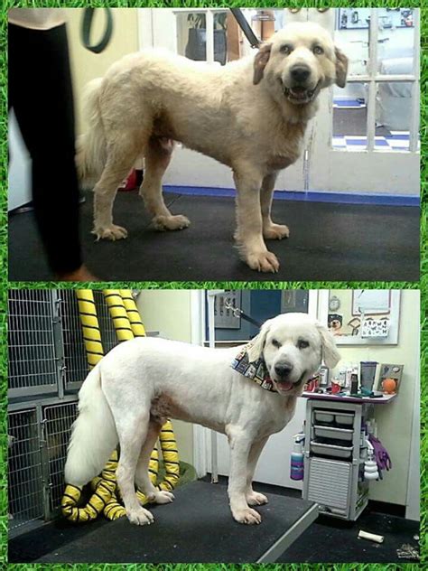 Great Pyrenees shavedown! Pet Grooming Supplies, Pet Grooming Salon ...