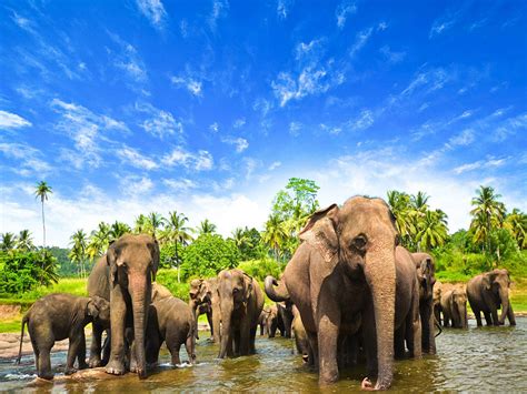 Chandaka Elephant Sanctuary in Odisha is a heaven for elephants lovers, Orissa - Times of India ...