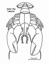 Lobster Coloring Page sketch template