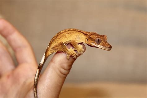 Crested Gecko Care Guide - Jabberwock Reptiles