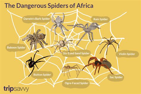 10 of Africa's Scariest Spider Species | Spider species, Scary spider ...