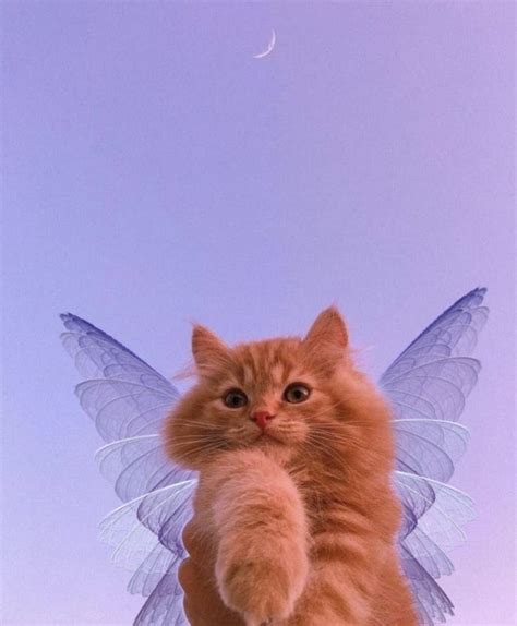 fairy kitty in 2021 | Cute baby cats, Pretty cats, Cat aesthetic