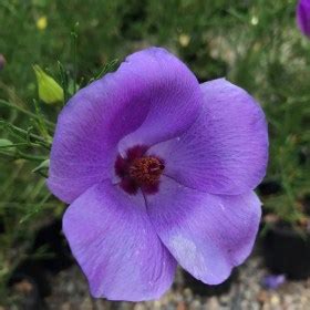 Alyogyne 'Aussie Purple™' Native Hibiscus 6" Pot - Hello Hello Plants