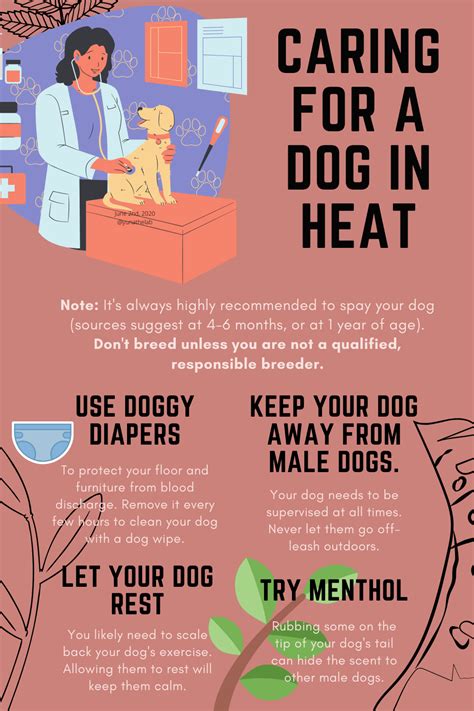 Caring For A Dog In Heat | Dog in heat, Dog care tips, Dog care