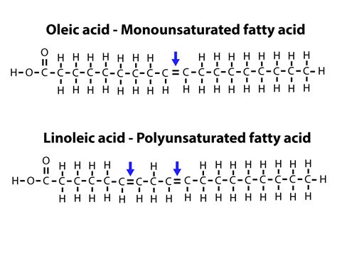 Lipids | Biology | Visionlearning