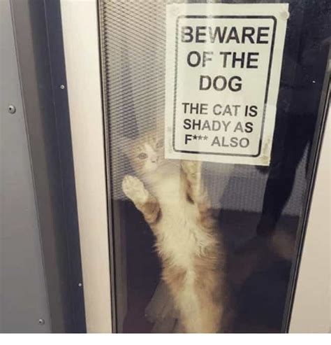 22 Funny "Beware of Cat" Signs to be Taken Seriously