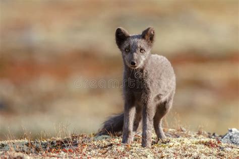 Arctic Fox in a Autumn Landscape Stock Photo - Image of background ...