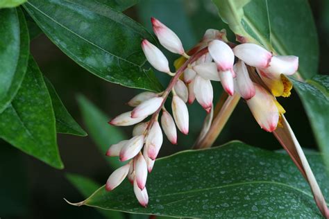 Budding Flowers In Spring Free Stock Photo - Public Domain Pictures