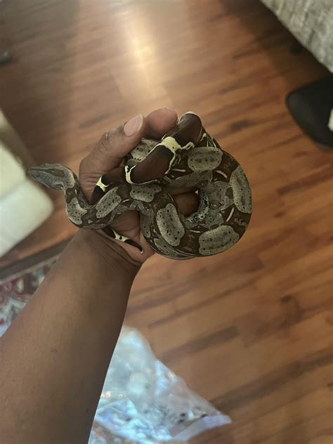 Red Tail Boa : r/snakes