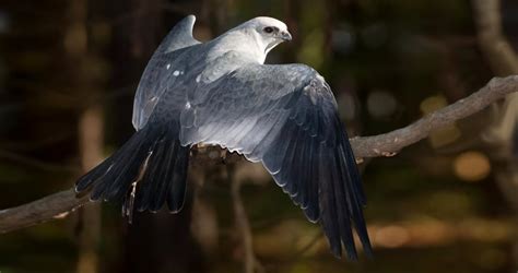 Mississippi Kite Life History, All About Birds, Cornell Lab of Ornithology