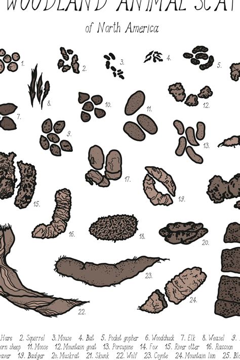 Animal Scat Print Woodland Animal Droppings Poster - Etsy