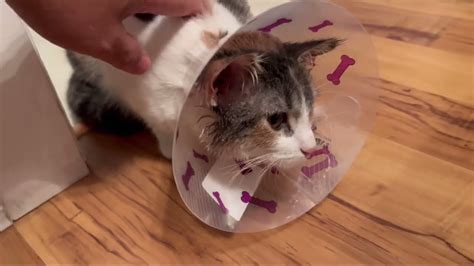 Cat Recovering After Spay Surgery | 10 Days recovery | Cat - YouTube