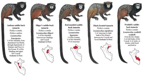 Morphological Comparisons of Five Species of Tamarins in Peru ...