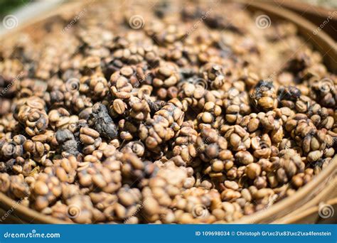 Raw Kopi Luwak Coffee on Coffee Farm Stock Photo - Image of culture, enzyme: 109698034