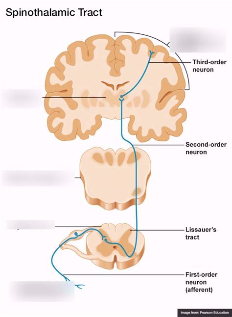 spinothalamic pathway Diagram | Quizlet