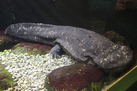 Japanese Giant Salamander - Natural History on the Net