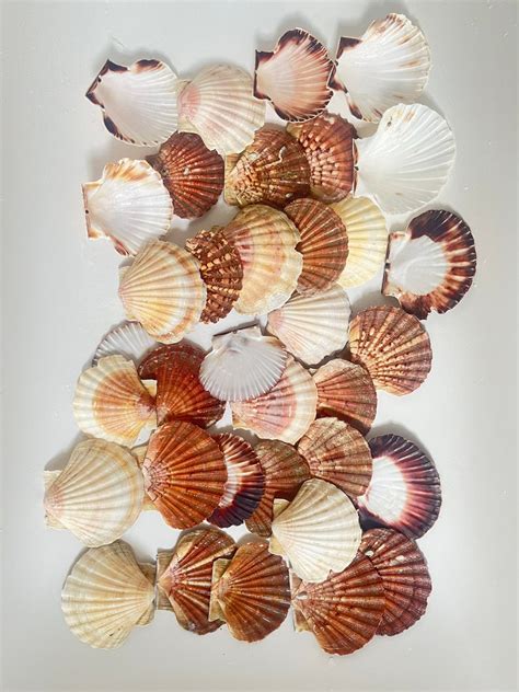 35 Scallop Shells Batch of Scallop Seashells Beach Shells - Etsy