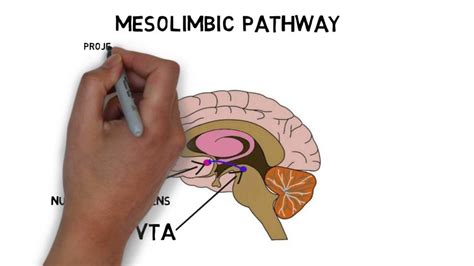 2-Minute Neuroscience: Ventral Tegmental Area (VTA) - The Mind Voyager