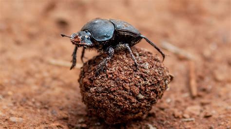 They Eat That? Bizarre Poo-Related Behaviours Found In The Animal Kingdom | Nature of Things