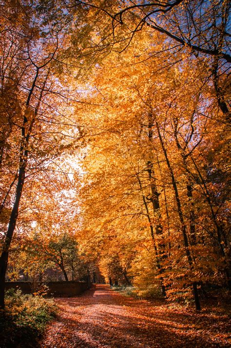 Autumn in open air museum in Arnhem | 6 best free autumn, dutch open ...