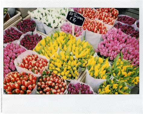 "Beautiful Tulip Flowers At Flower Market" by Stocksy Contributor "Duet ...