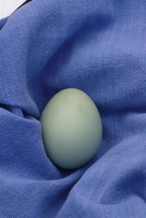 Ameraucana Egg | Egg #1 - courtesy of Pretty the Hen. | Greg Meyer | Flickr