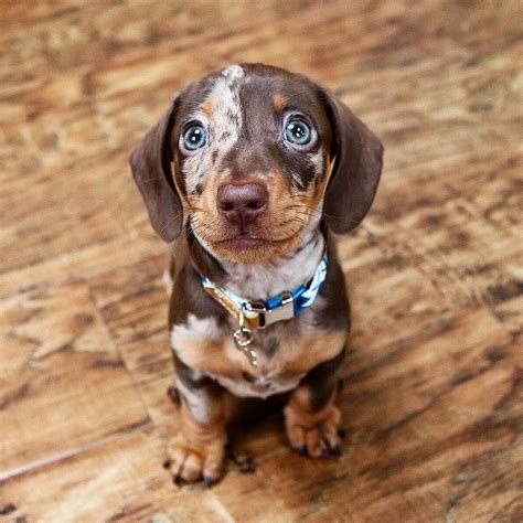 37+ Teacup Dachshund Puppy Pic - Bleumoonproductions