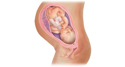 Stages Of Fetal Development