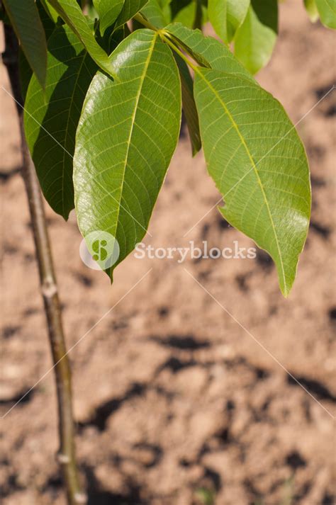 Apple Tree Leaves Royalty-Free Stock Image - Storyblocks