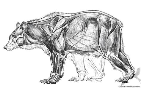 Pin by Tami Eveslage on Bears! | Anatomy drawing, Lion anatomy, Animal drawings