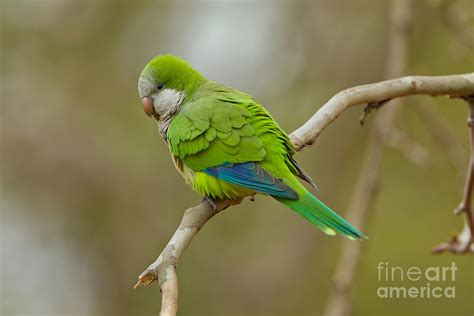 Monk Parakeet Photograph by B.G. Thomson - Fine Art America