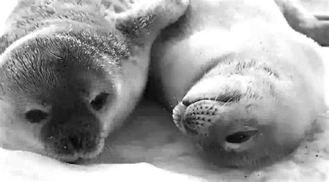 Weddell Seal Pups Being Adorable Best Friends – Fresh Positivity