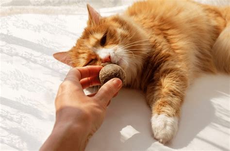 104 Catnip Ball Images, Stock Photos, 3D objects, & Vectors | Shutterstock