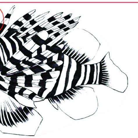 Morphology of venom glands in a scorpionfish. For venom fish, venom... | Download Scientific Diagram