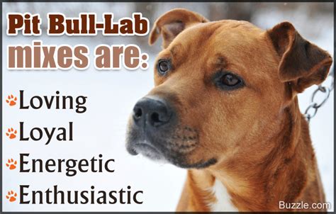 Key Traits That Define the Personality of a Pit Bull-Lab Mix - DogAppy