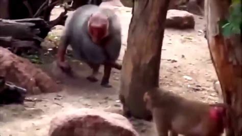 Baboon Mating Close Up - Animals Mating HD Videos - YouTube