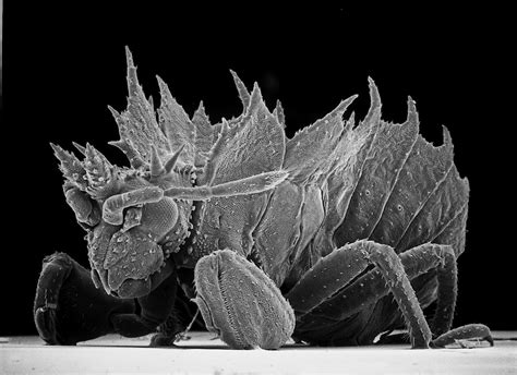 Insect Photography with Electron Microscope9 – Fubiz Media