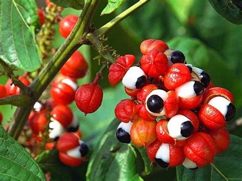 Guarana Extract: Health Benefits, Side Effects And Consumption | Candy The Nurse