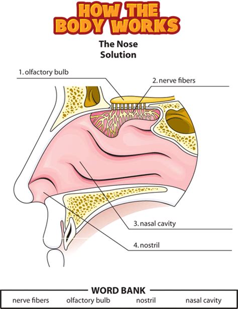 Answers: The Nose