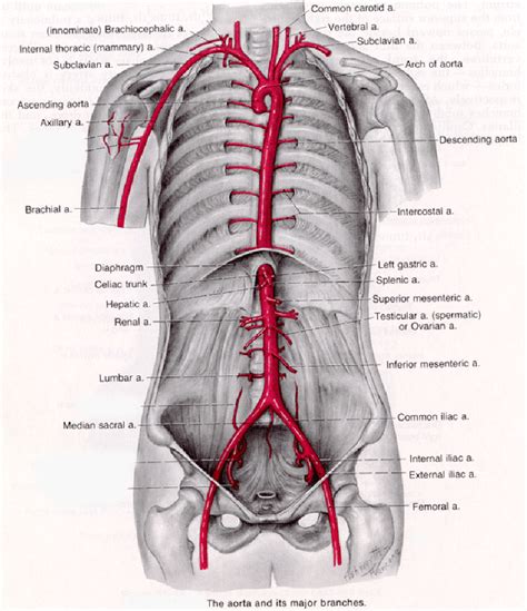 aorta aortic artery aneurysm anatomy location - Austin Vascular ...