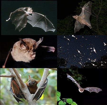 Bat - Wikipedia