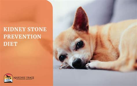 How Common Are Kidney Stones In Dogs