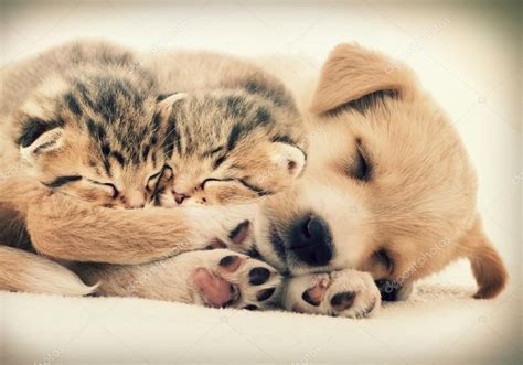 Cute Kittens And Puppies Sleeping Together | [+] CUTE KITTENS